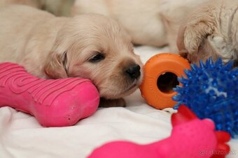 Zlatý retriever/ Golden retriever - 7