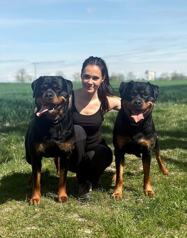 Štěniatka rotvajler s PP - Rottweiler štěniatko - 7