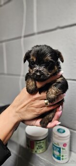 Predám šteniatka Yorkshire teriera - 7