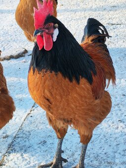 Predám kohútov - 7