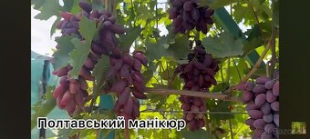 Predám sadenice viniča - 7