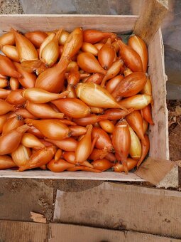 Domáca cibuľa , mrkva a petržlen - 7