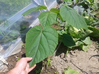 Semená rýchlorastúceho stromu Paulownia hybrid 9501 120+ ks - 7