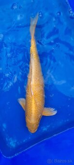 Koi Kapre - 7