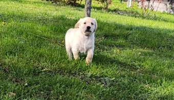 Šteniatka zlatý retriever - 7