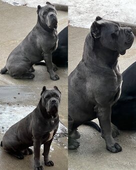 Cane Corso šteniatka s PP / predbežná rezervácia - 7