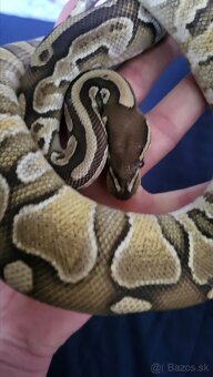 Pyton python regius kráľovský - 7