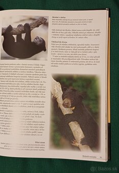 Medvedi- úžasná kniha od Pandy po Medveďa Ľadového - 7