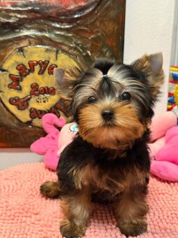 Yorkshire Terrier, Mini Yorkshire, yorki, jorksir - 7