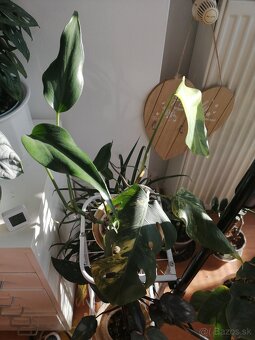 Monstera deliciosa Aurea, Monstera Burle marx - 7