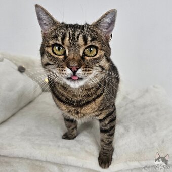 Očarujúca mačička ZOJKA hľadá domov - 7