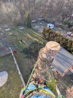 Výrub stromov a orez /frézovanie pňov - 7