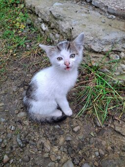 Darujem mačiatka - 7