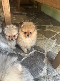 Pomeranian s pp FCI - 7