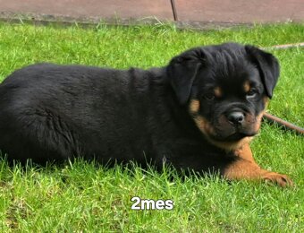 Rotvajler, rottweiler - 7