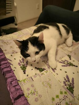 Mačiatka do dobrých rúk - 7