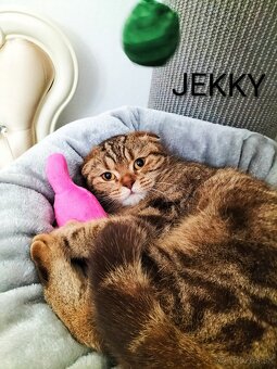 ŠKÓTSKE MAČKY s PP/ TICA 151 - 7