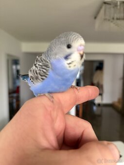 Andulky Maznačikovia krotke - 7