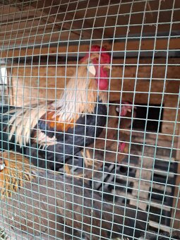 NV brakelky,vlašky,black star - 7