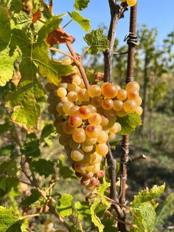 Prenájom vinohradu – Štefanová - 7