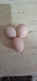 Nasadove vajíčka - 7