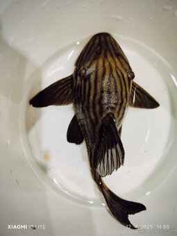 pleco - 7