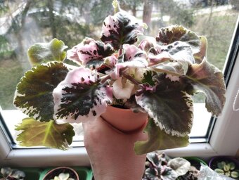 Africká fialka panašovana (Saintpaulia variegata) Valéria - 7