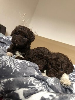 Lagotto Romagnolo - 7