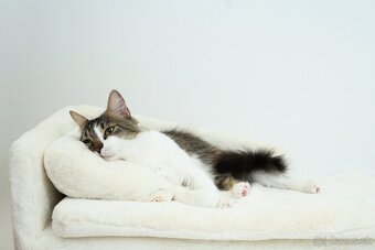 MONTY hľadá domov - 7