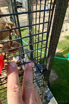 Klietka + zrno a doplnky stravy - 7