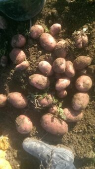 domace zemiaky red anna - 7