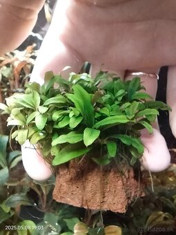 Akvariova rastlina Bucephalandra sp. Kualakuayan 1 - 7