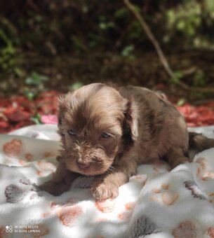Maltipoo - 7