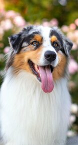 Australsky ovciak - Krytie, PP - 7