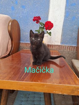 Darujem mačiatka - 7