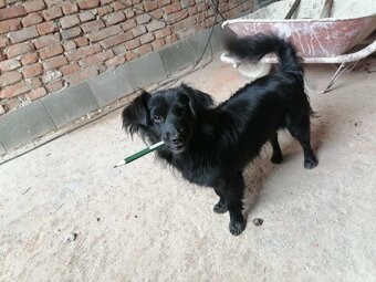 Darujem 2 šteňatá - 7