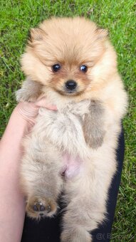 Pomeranian mini - fenka - 7