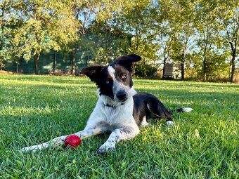 Border collie psik - 7