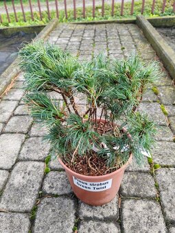 Predaj okrasnych drevin - 7