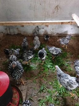 Wyandotka zdrobnela čiernolemovaná - 7