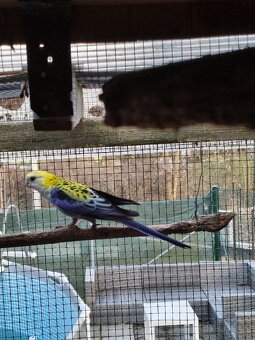 Rozela Žltohlava - 7