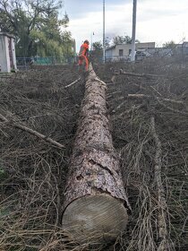 Orezávanie stromov, rizikový výrub stromov, pilčícke práce - 7