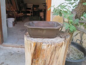bonsai,bonsaj-miskiy malé-mrazuvzdorné - 7