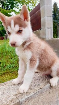 Sibirsky husky hasky - 7