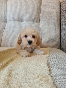 Maltipoo - 7