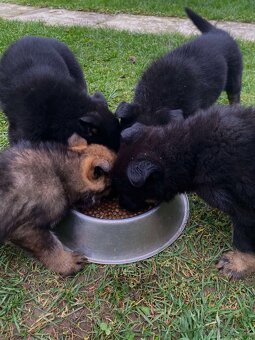 Nemecký ovčiak-šteniatka - 7