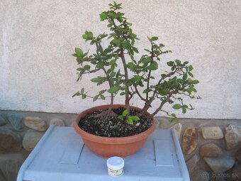 bonsai,bonsaj-hrab 1 - 7