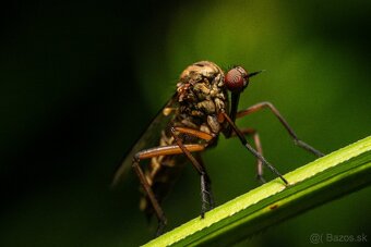 Pergear 60mm F2.8 II Ultra-Macro // Sony FE (Sony E) - 7
