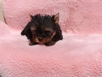 Yorkshire terrier - 7