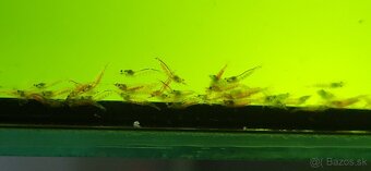 Krevetky Caridina Multidentata (Amano, Japonica) - 7